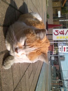 �ʂ�����