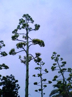 (untitled)