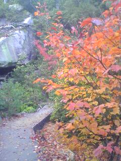 �R�����蒆