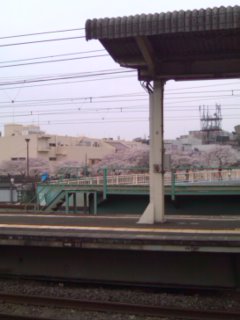 �N�̖T�ŉ��