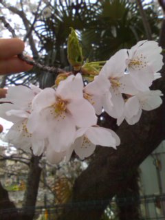 ���������̗z�C��