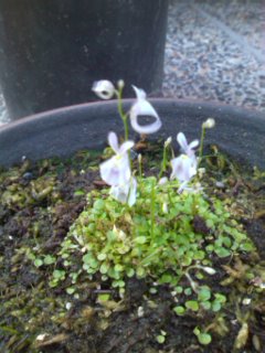 �E�T�M�S�P