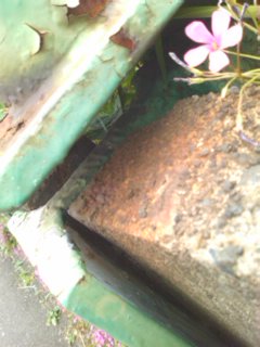 ���R�ł݂���