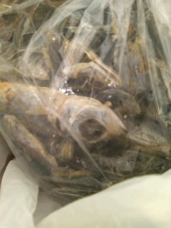 �݂₰�ɂ��Ⴑ�𔃂��B