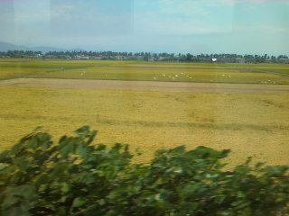 �ΐ�������