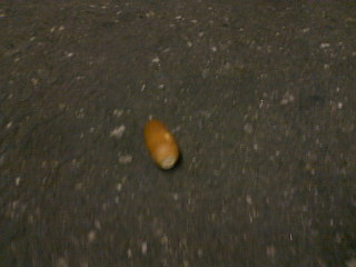 �������ɂ�